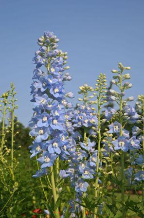 Larkspur, Rocket  Delphinium ajacis